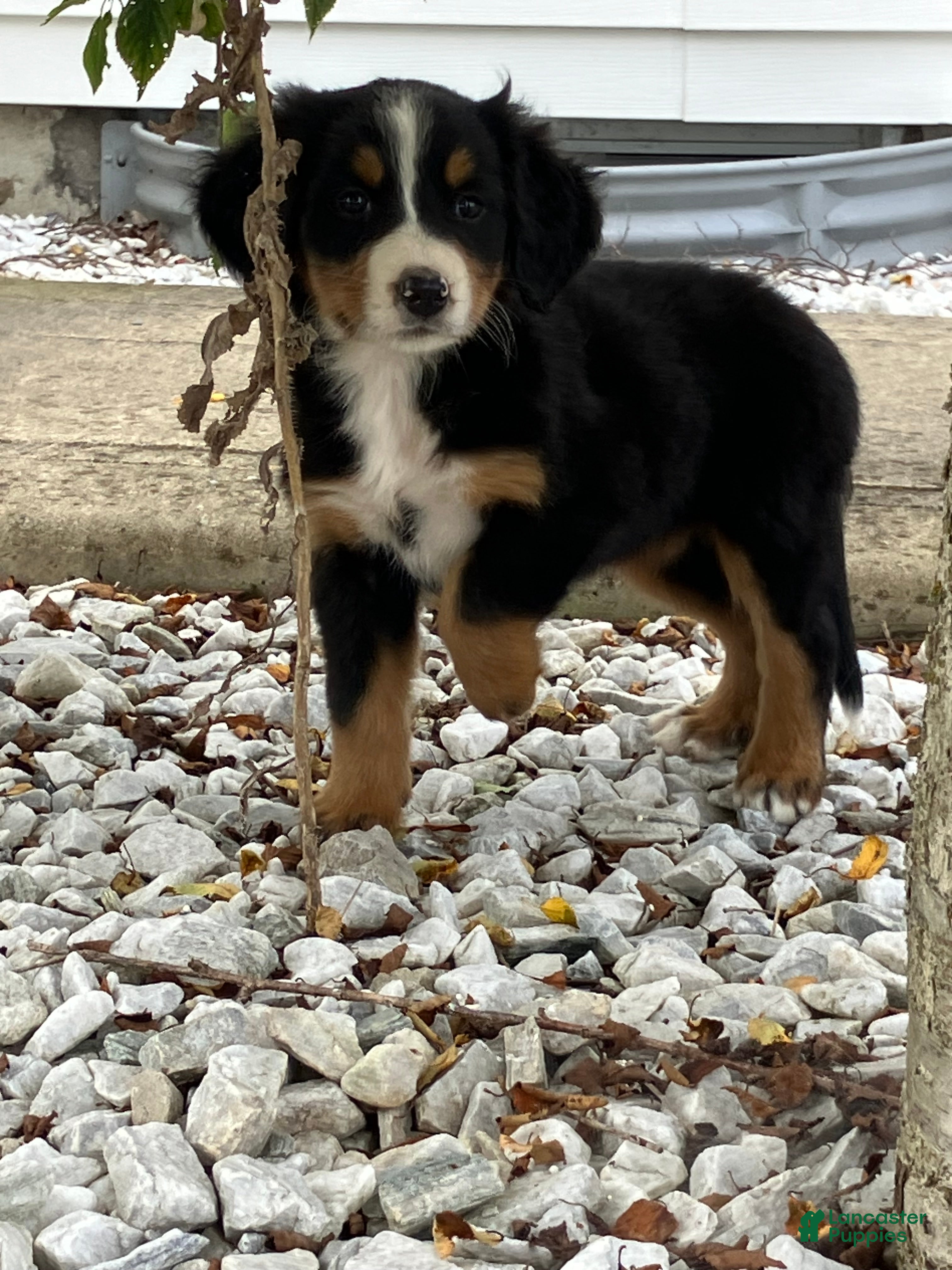 Bernese Mountain Dog