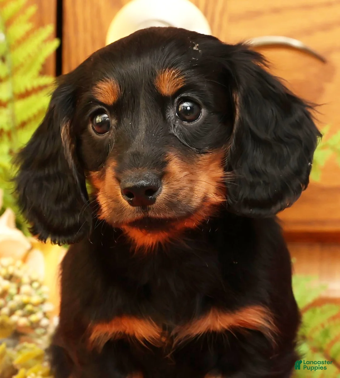 Miniature Dachshund dogs for sale: Darbie - Ad 9