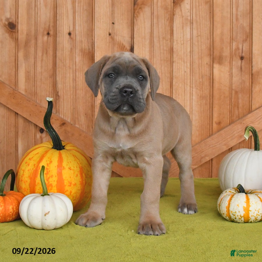 Cane Corso dogs Crystal - Ad 2