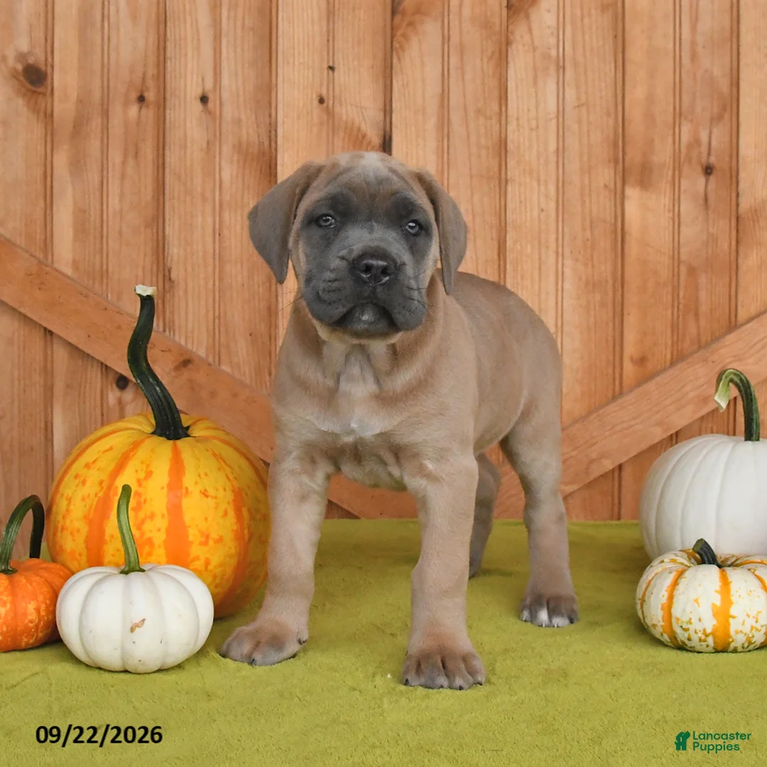 Cane Corso dogs for sale: Crystal - Ad 2