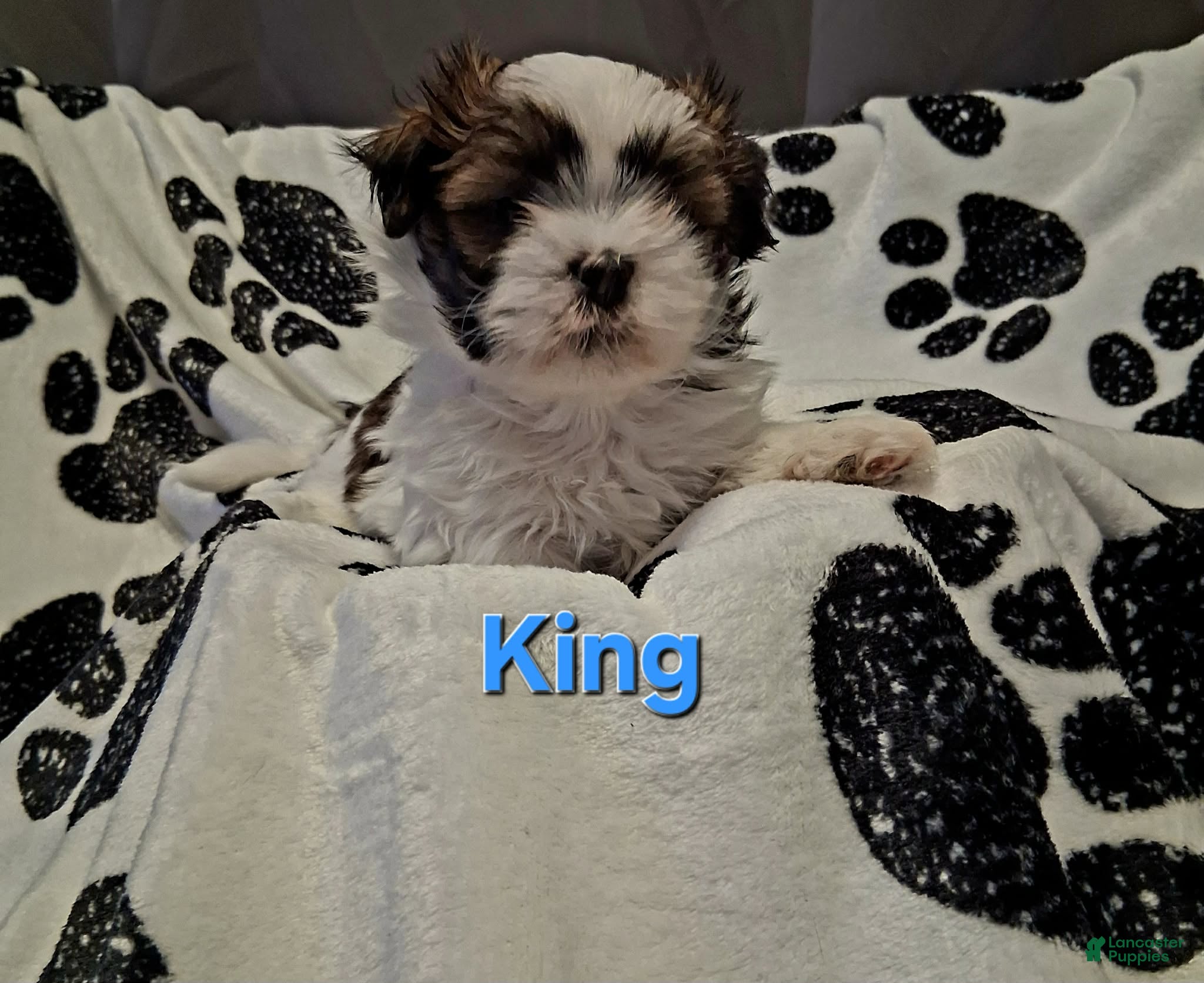 Shih Tzu dogs King  - Ad 1