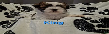 King 