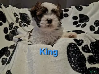 Shih Tzu dogs for sale: King - Ad 1