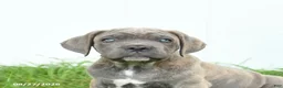 Cane Corso dogs for sale: Royal - Ad 4