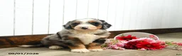 Aussiedoodle dogs for sale: Quaker  - Ad 1
