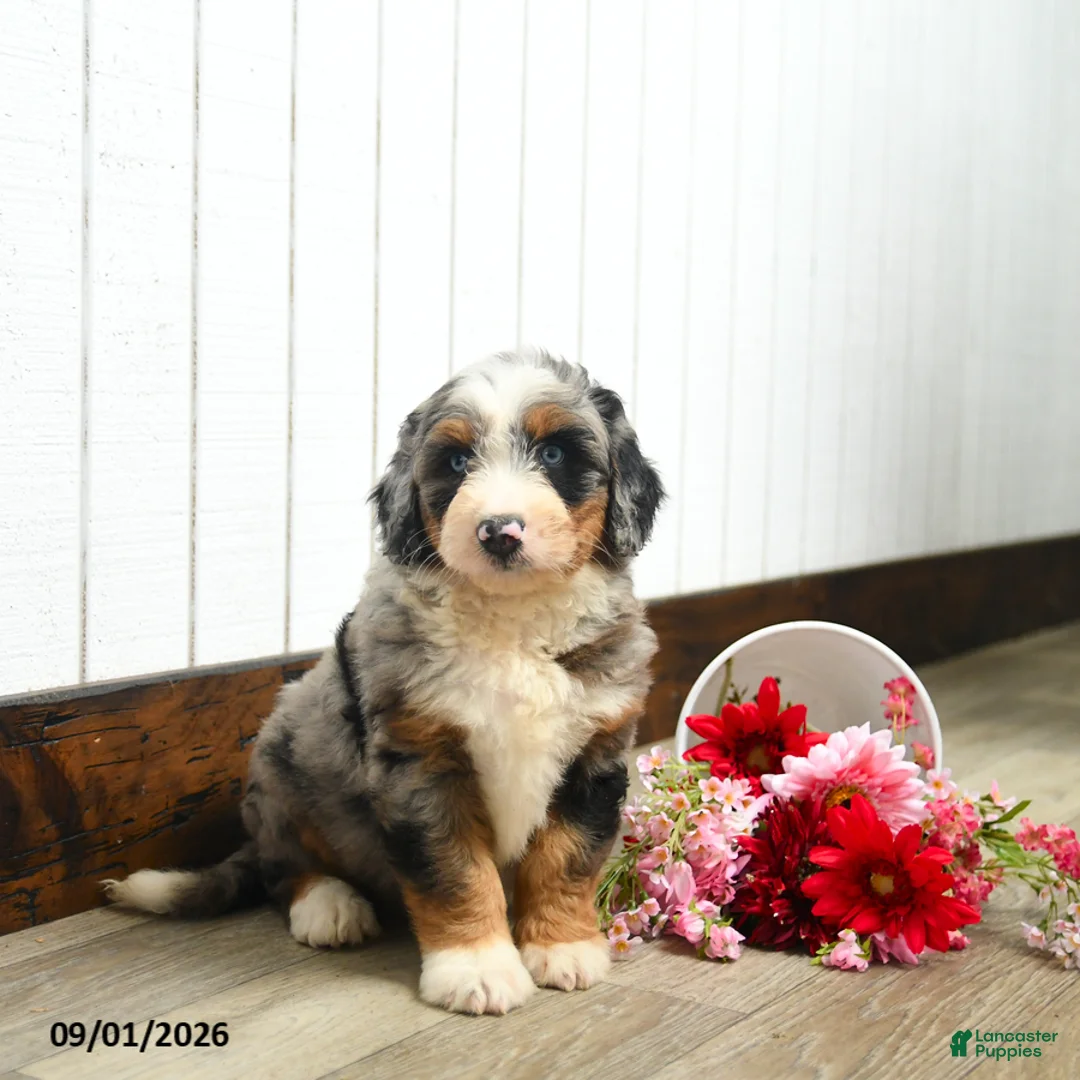 Aussiedoodle dogs for sale: Quaker  - Ad 1