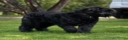 Bouvier Des Flandres dogs for sale: Ms Red - Ad 11