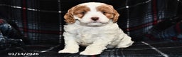 Cockapoo dogs for sale: Micah - Ad 1
