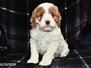 Cockapoo dogs Micah - Ad 1