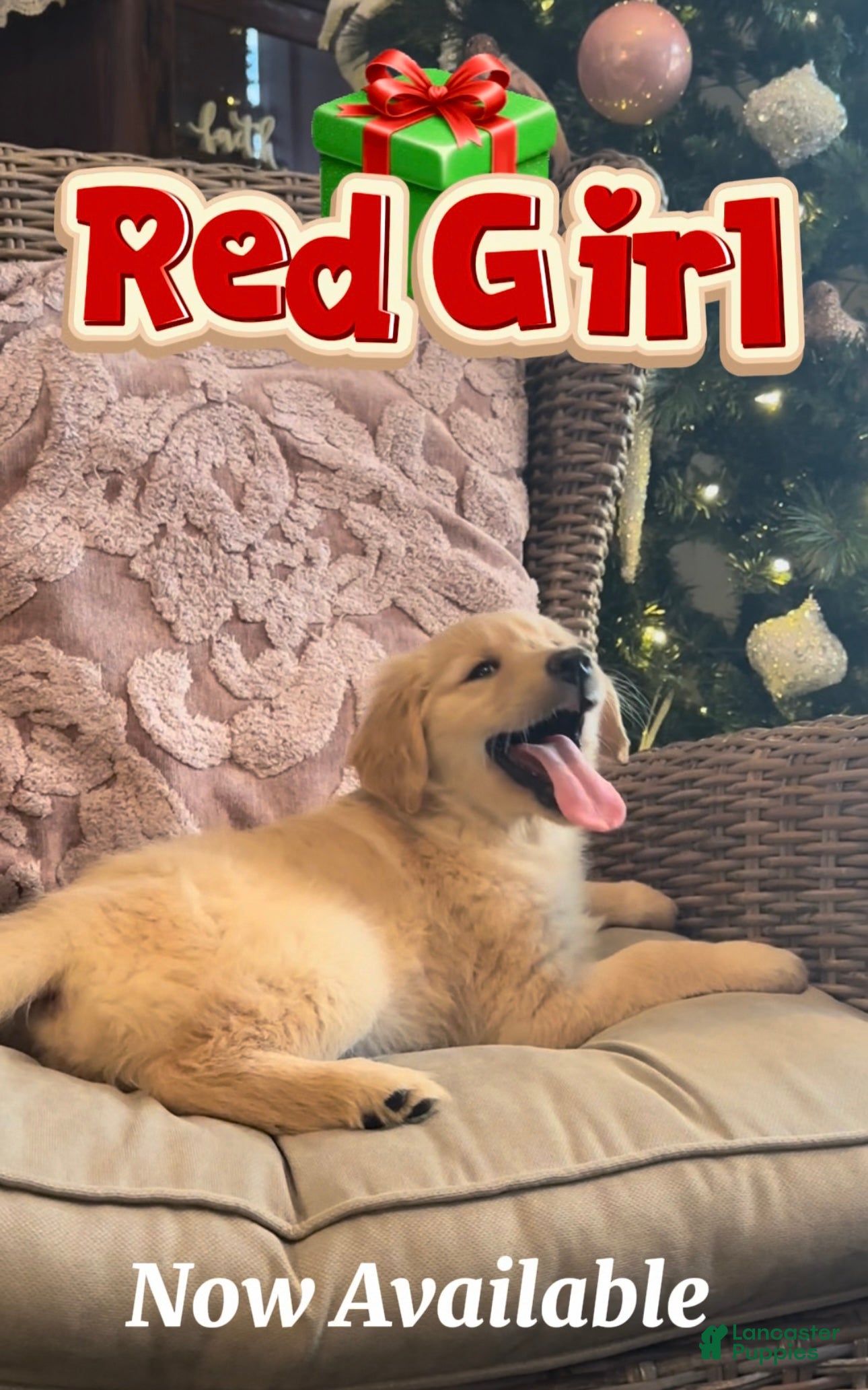 Golden Retriever dogs Golden Retriever Red Girl - Ad 9