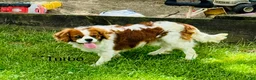 Cavalier King Charles Spaniel dogs for sale: Montey - Ad 10
