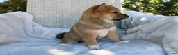 Shiba Inu dogs for sale: Lola - Ad 5