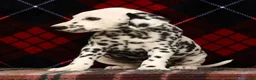 Dalmatian dogs for sale: Nellie - Ad 7
