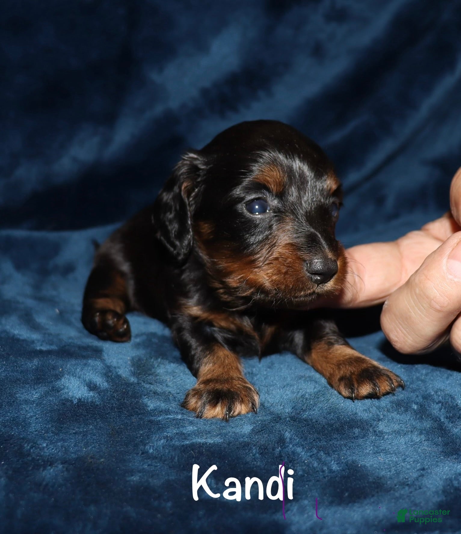 Miniature Dachshund dogs Kandi - Ad 35