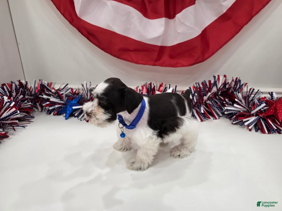Miniature Schnauzer dogs for sale: Freedom liver parti - Ad 2