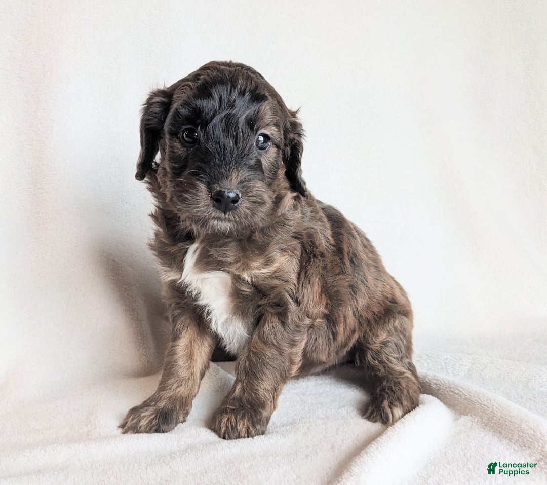 Mini Goldendoodle dogs for sale: Duke F1B - Ad 2