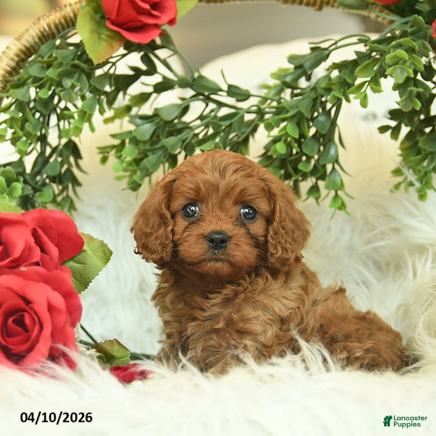 Cavapoo dogs Tippy  - Ad 2
