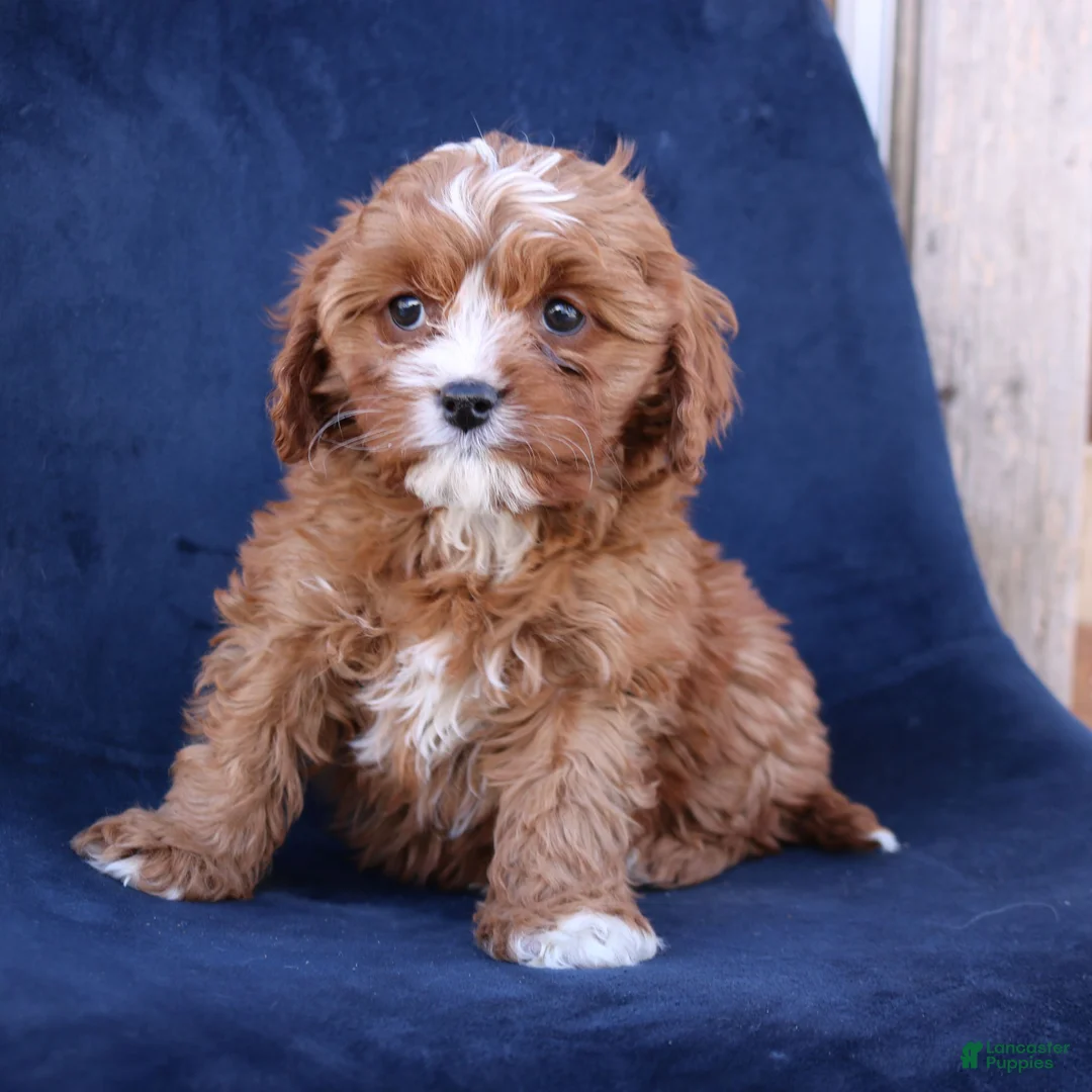 Cavapoo dogs for sale: Gina  - Ad 1