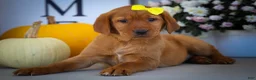 Labrador Retriever dogs for sale: NELLY - Ad 15