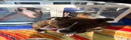 American Bully dogs for sale: American Bully 4 - Ad 14