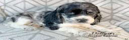 Cocker Spaniel dogs for sale: Dolly - Ad 3