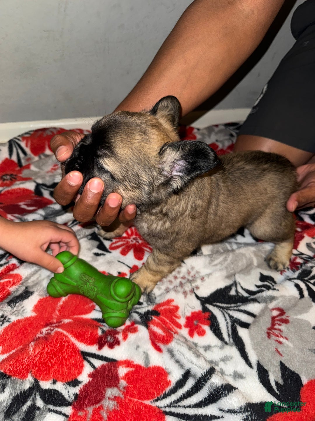 French Bulldog dogs for sale: French Bulldog Puppy 2 - Ad 4