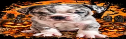 Olde English Bulldogge dogs for sale: Ophelia  - Ad 1