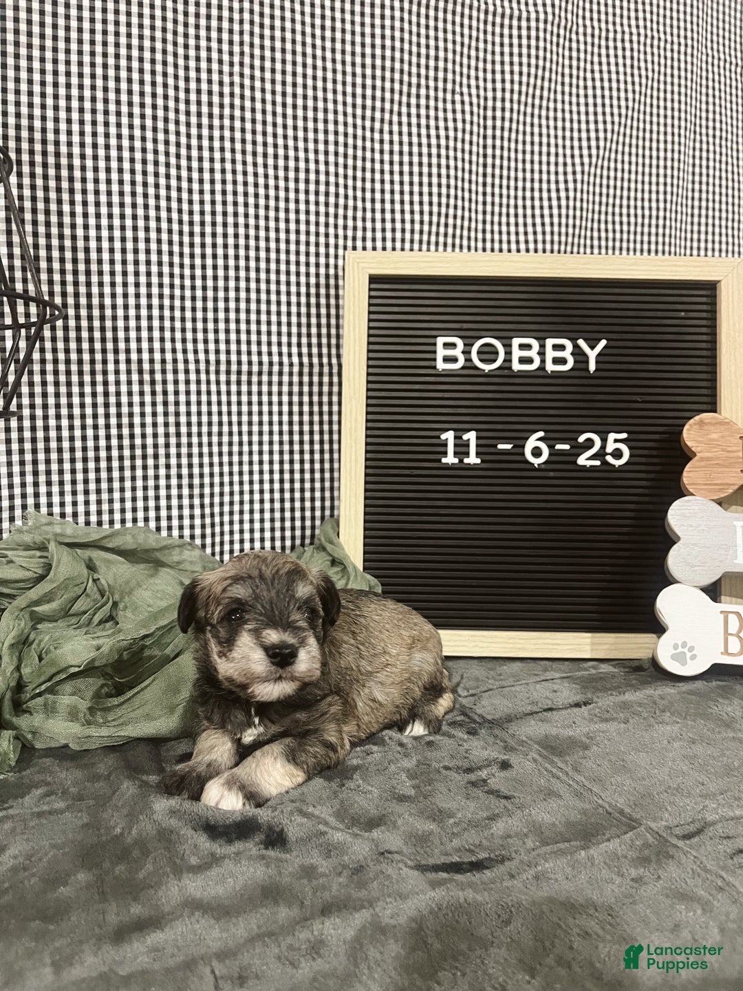 Standard Schnauzer dogs for sale: Bobby - Ad 2
