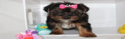 Yorkshire Terrier dogs for sale:  Sassy  - Ad 3
