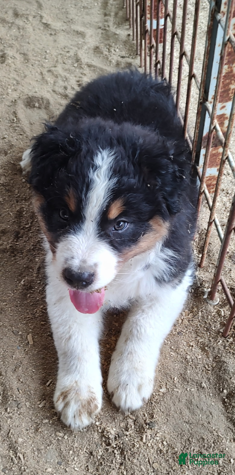Australian Shepherd dogs Australian Shepherd Puppy 1 - Ad 4