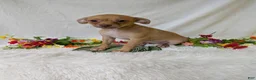 Chihuahua dogs for sale: Mary legs - Ad 3