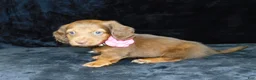 Miniature Dachshund dogs for sale: AKC Alice - Ad 5