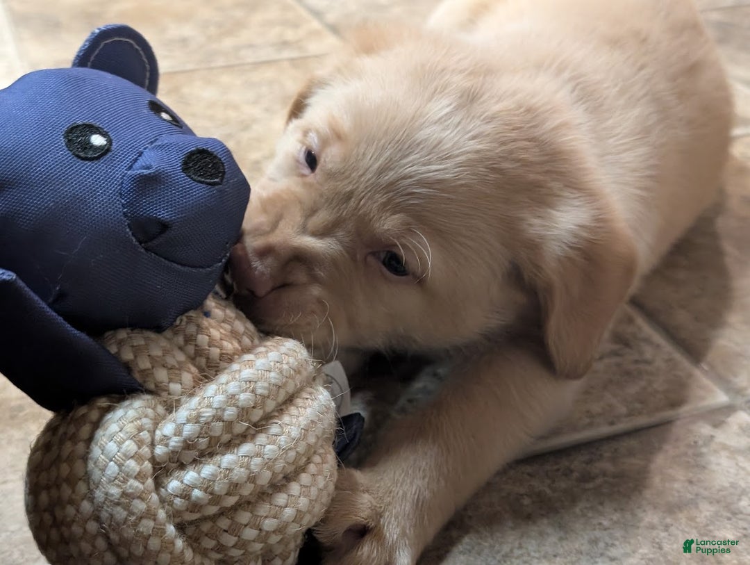 Labrador Retriever dogs for sale: Zack - Ad 5