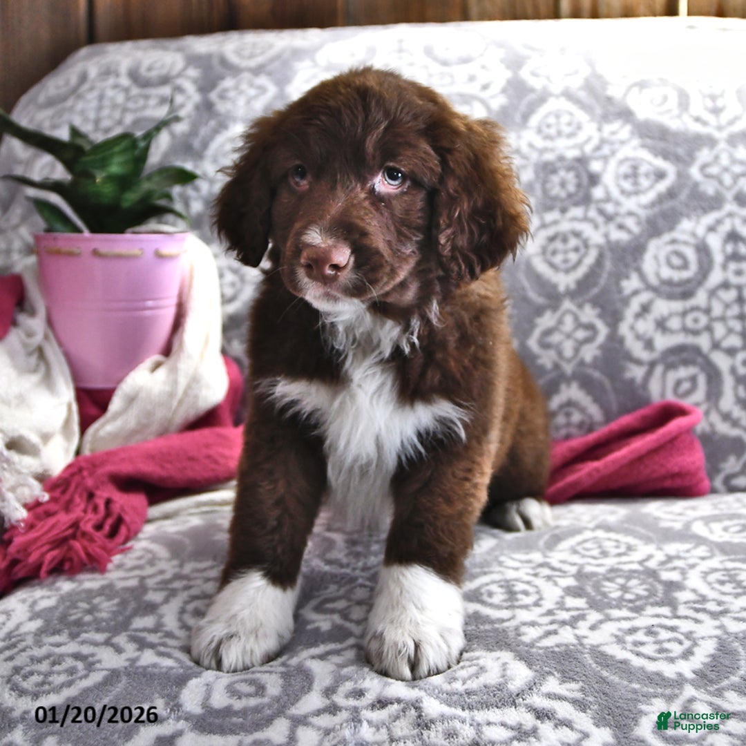 Portuguese Water Dog dogs for sale: Dusky - Ad 4