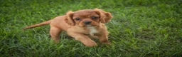 Cavalier King Charles Spaniel dogs for sale: Poppy Cavalier King Charles Spaniel - Ad 3