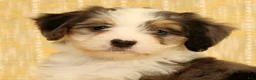 Mini Bernedoodle dogs for sale: Beauty - Ad 9