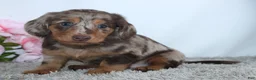 Miniature Dachshund dogs for sale: Mia - Ad 1