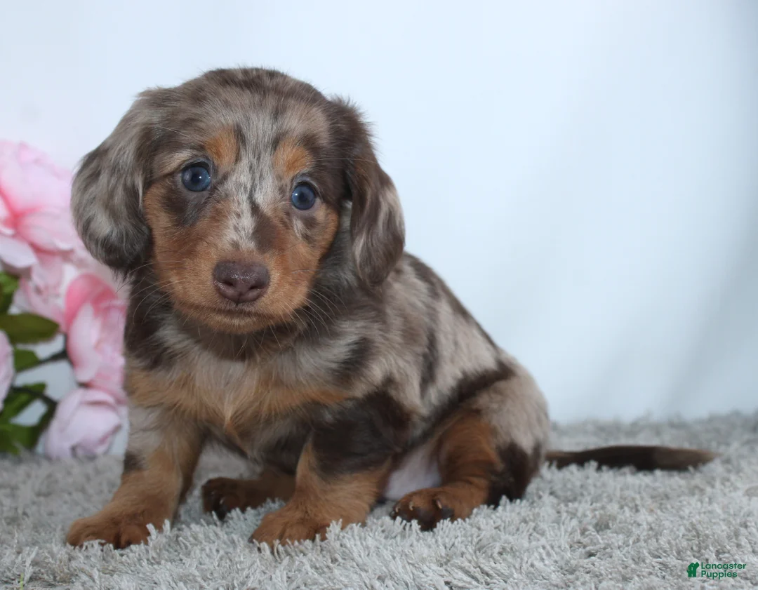 Miniature Dachshund dogs for sale: Mia - Ad 1