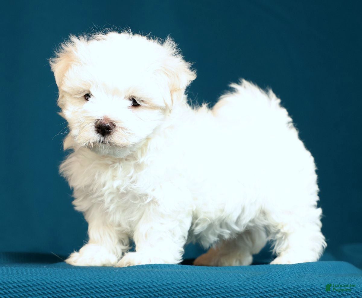 Maltese dogs Amber - Ad 2