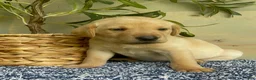 Labrador Retriever dogs for sale: Orange - Ad 3