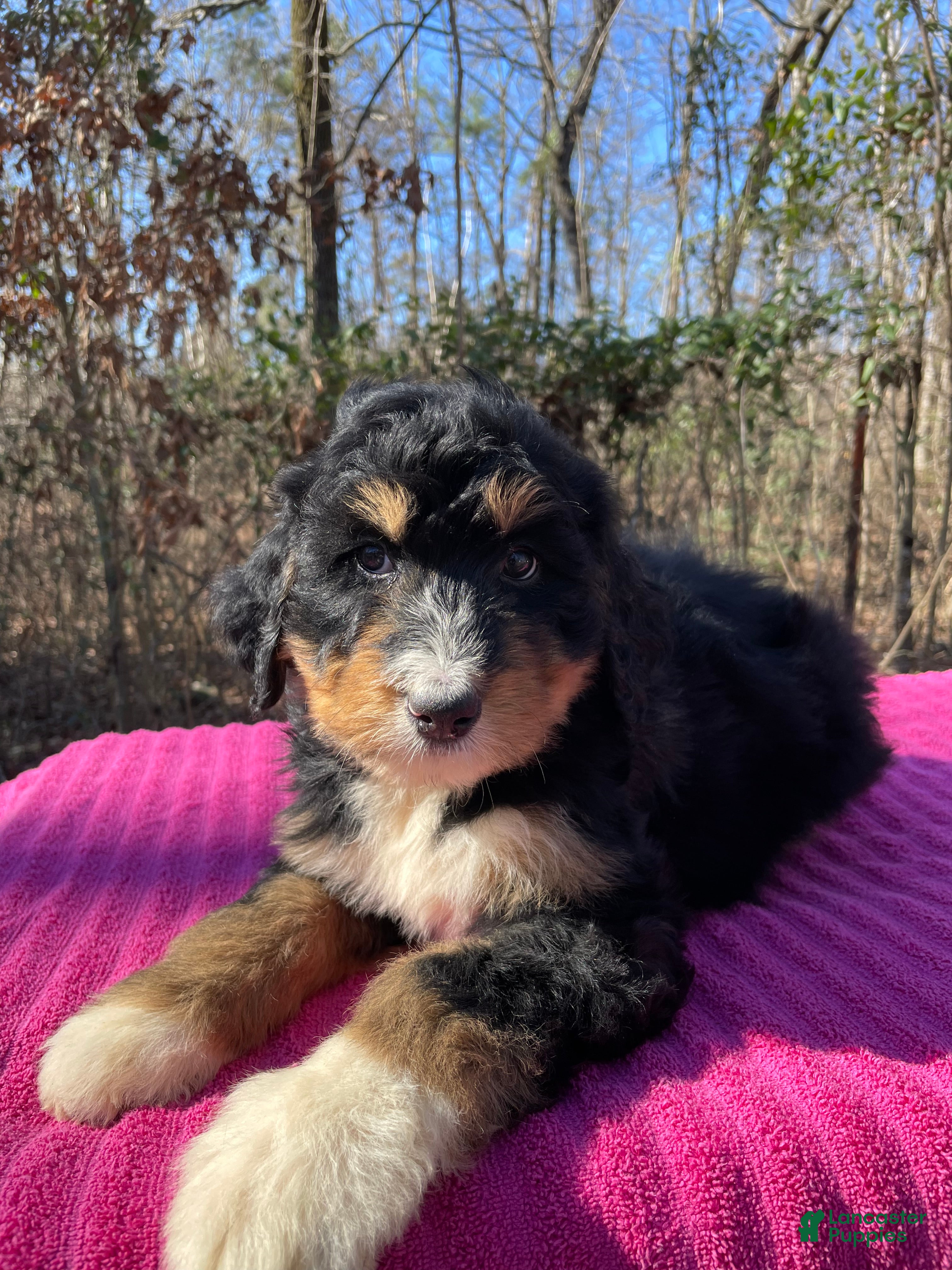 Bernedoodle dogs for sale: Ann - Ad 1