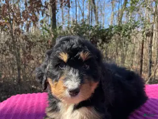 Bernedoodle dogs for sale: Ann - Ad 1