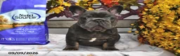French Bulldog dogs for sale: Winston - Ad 4