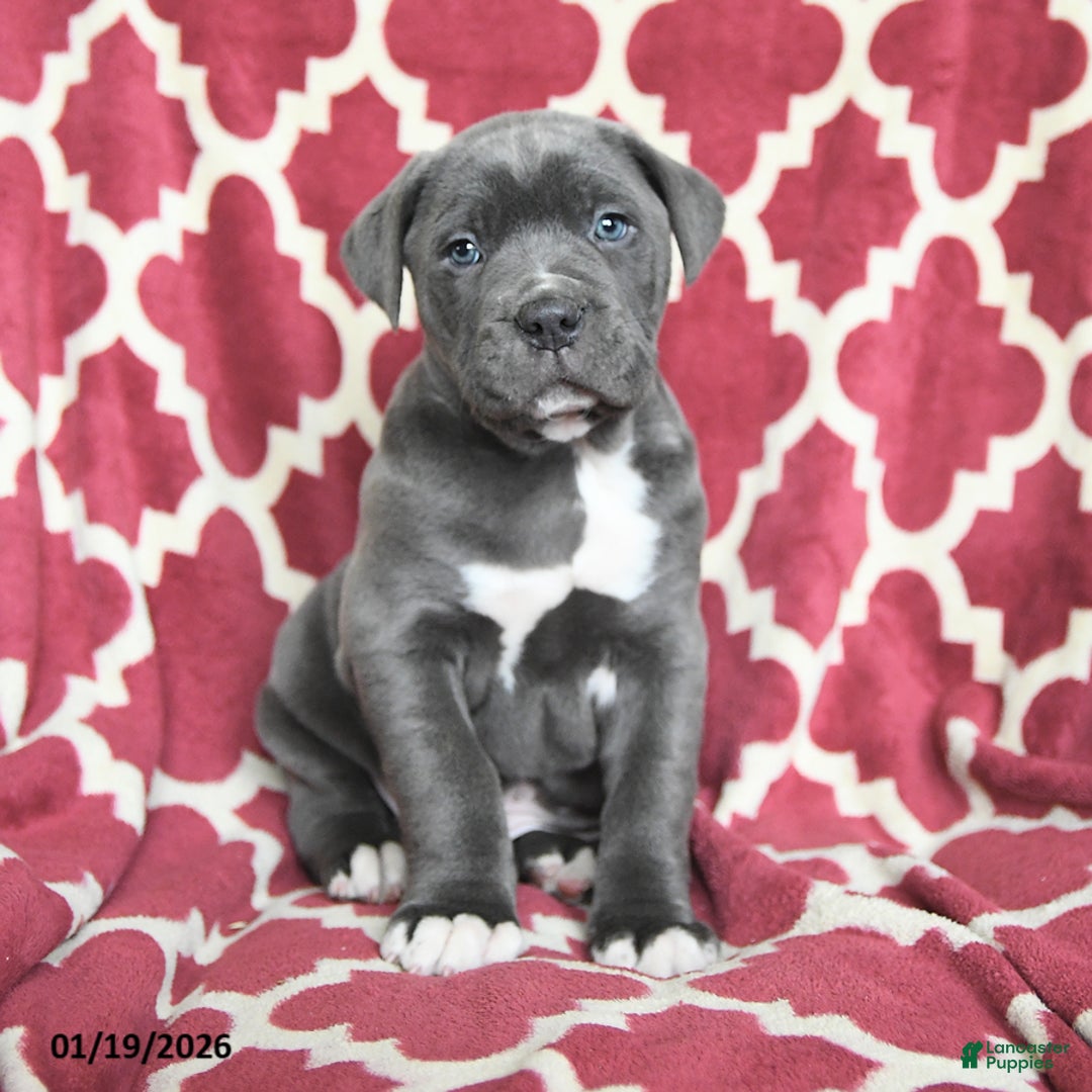 Cane Corso dogs for sale: Big Boy - Ad 1