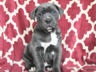 Cane Corso dogs Big Boy - Ad 24