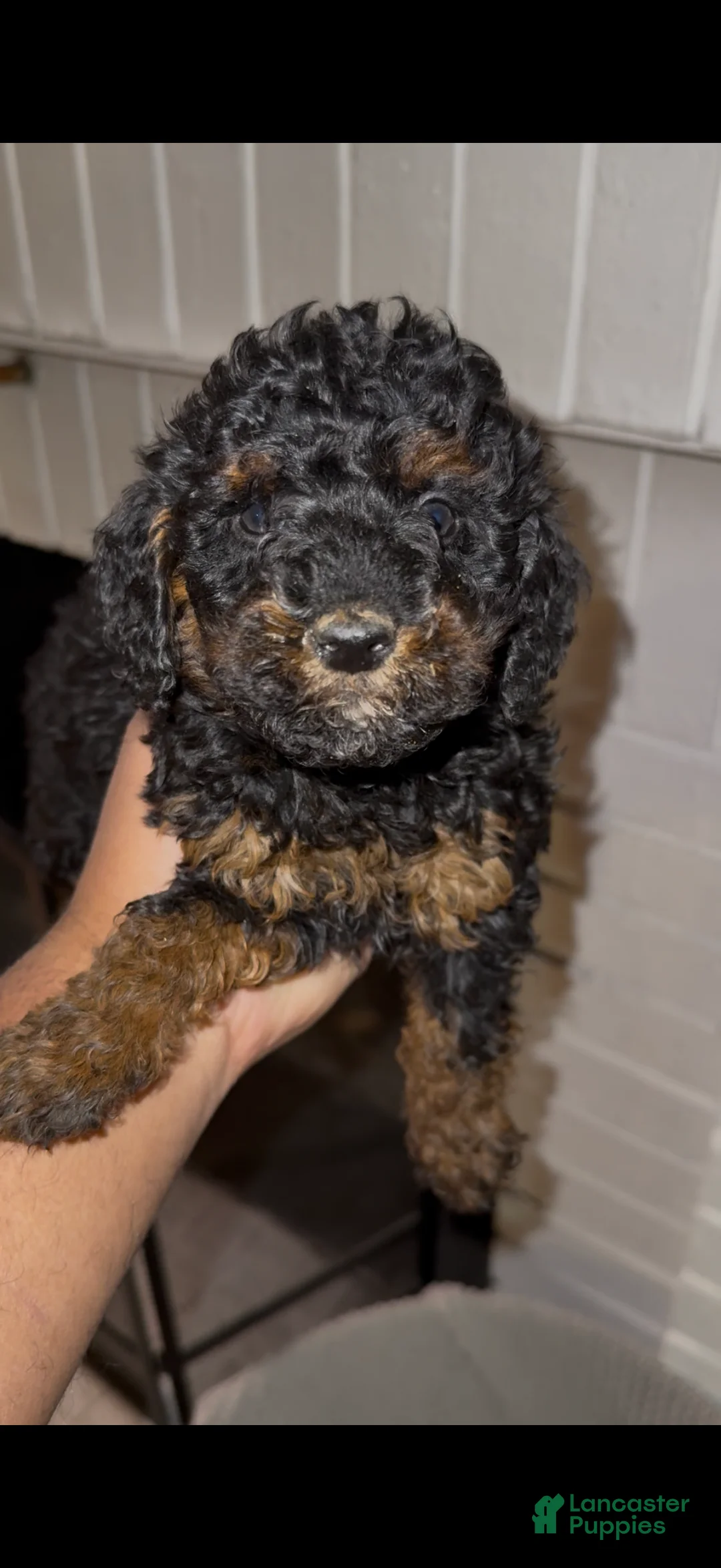 Toy Poodle dogs for sale: Toy Poodle Puppy 1 - Ad 1