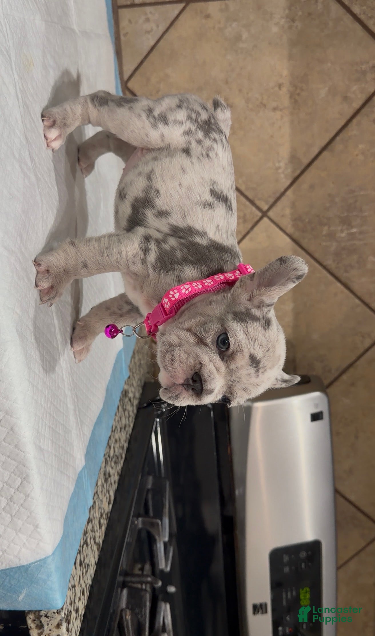 French Bulldog dogs Luna  - Ad 2