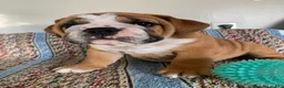 Beabull dogs for sale: Charles  - Ad 3