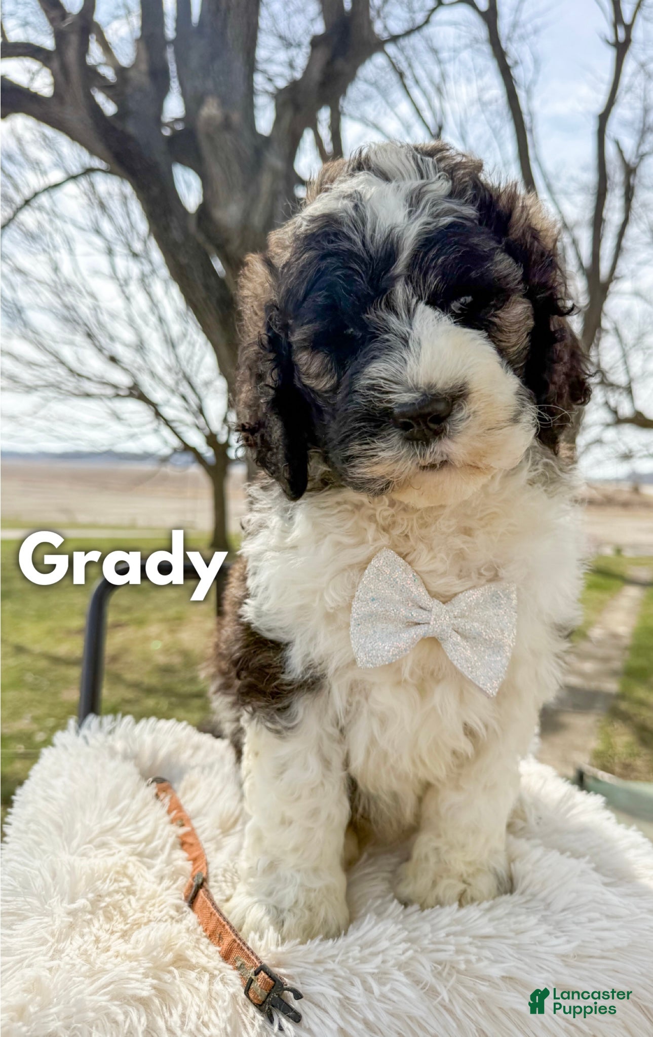Saint Berdoodles dogs Grady - Ad 1