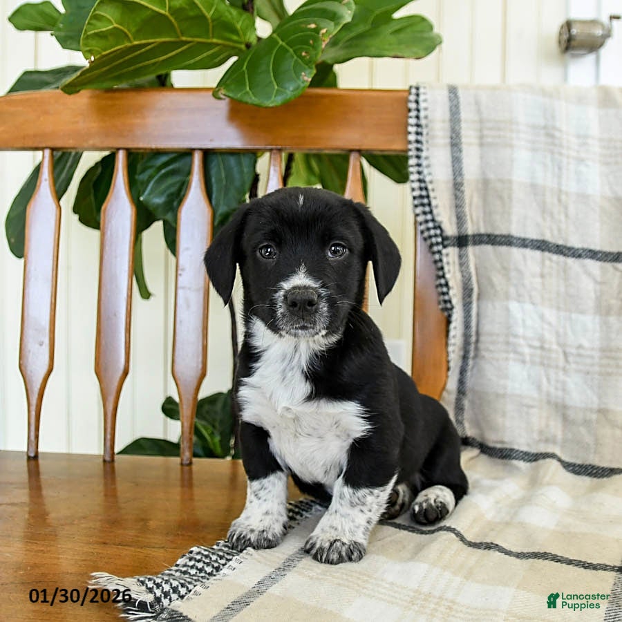 Mixed Breed dogs Snoopy - Ad 12